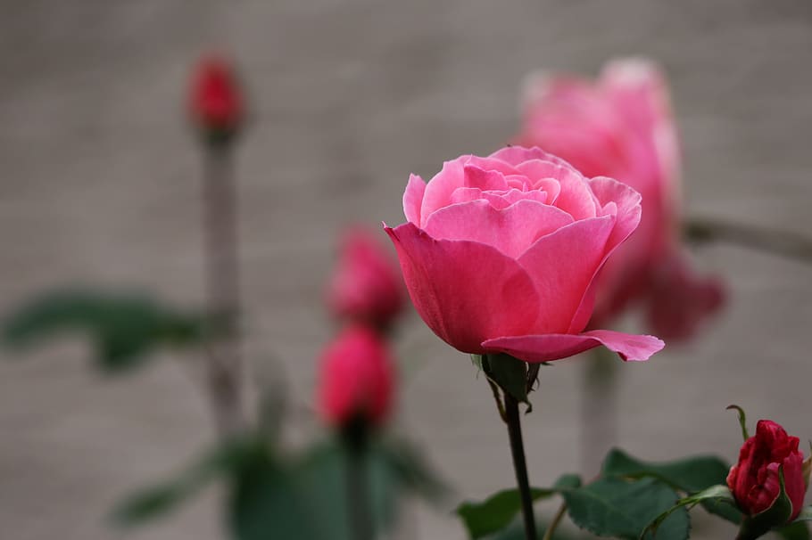 rosas rosadas, papillon, flor, delicado, romántico, tarde, naturaleza, al aire libre, planta floreciendo, belleza en la naturaleza