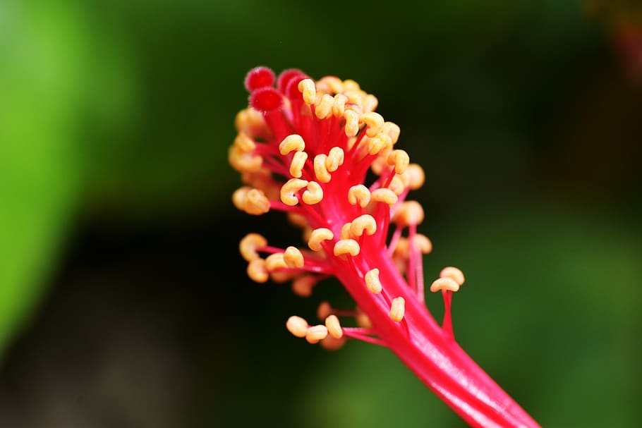 stamen, anthers, filament, flower male part, flowering plant, flower, freshness, fragility, plant, beauty in nature