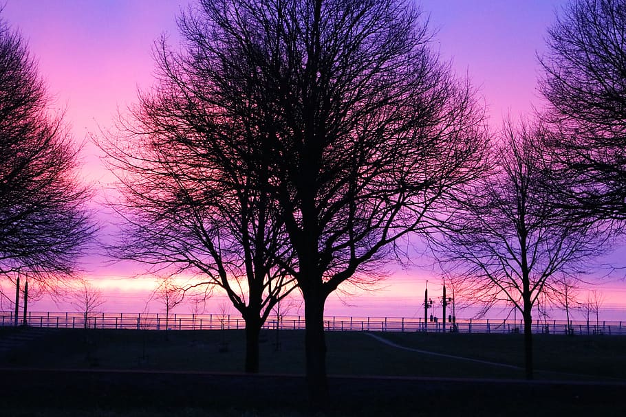 sunrise, purple, tree, sky, landscape, morning, nature, orange, clouds, heaven