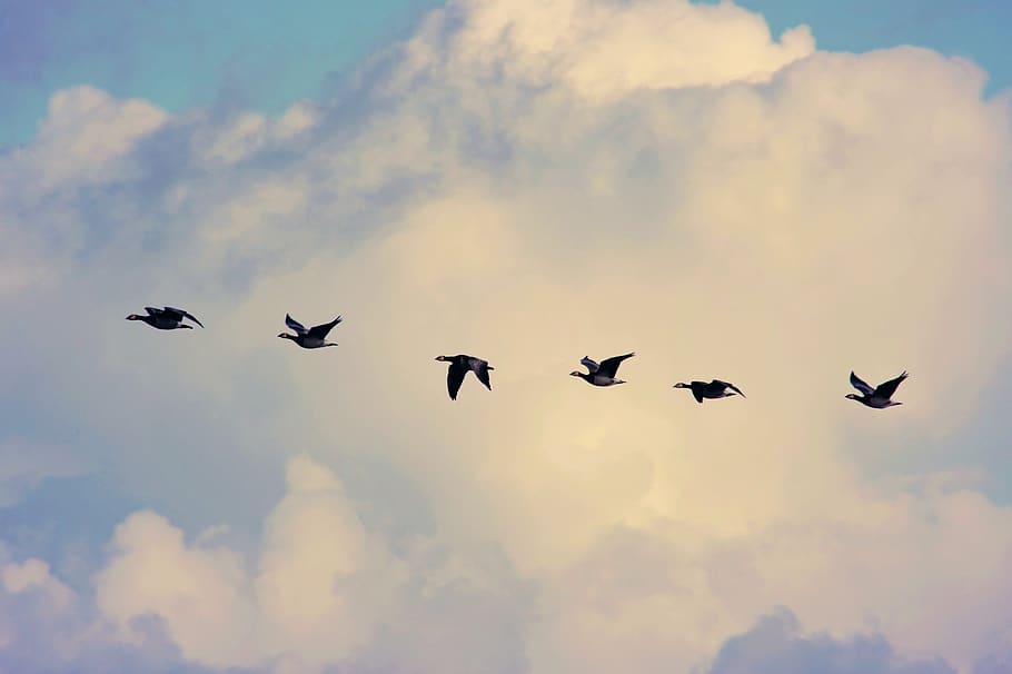 bird migration, geese, flying, sky, clouds, together, wild geese, travel, migratory birds, bird