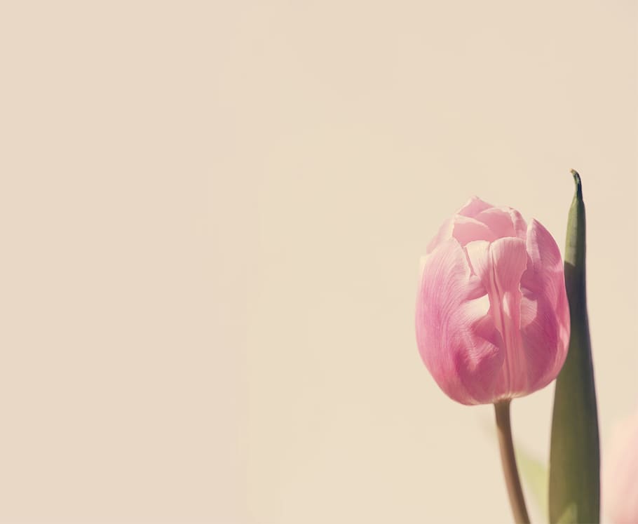 tulip, pink, blossom, bloom, flower, background, schnittblume, spring flower, text dom, copy space
