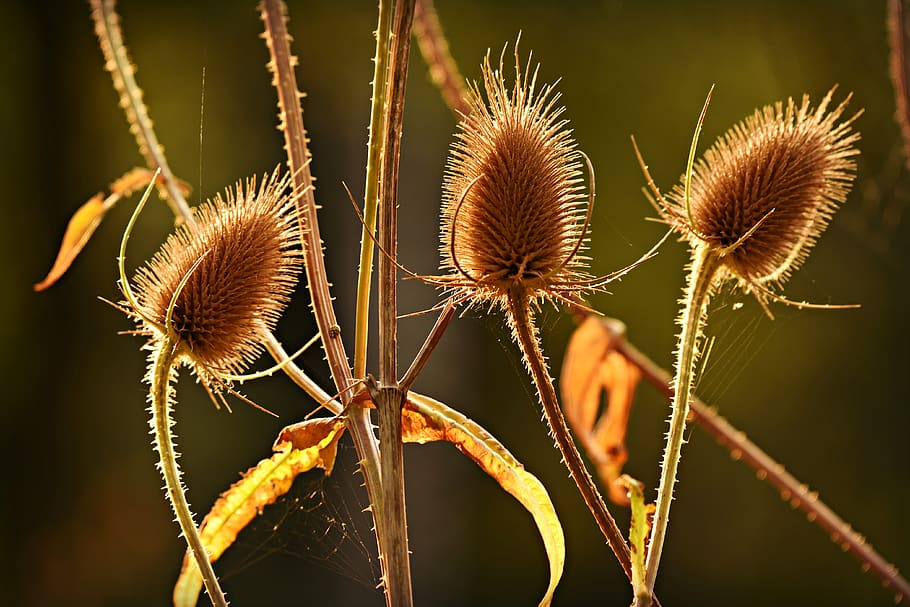 wild teasel, plant, seed head, herbaceous, biennial, nature, close-up, focus on foreground, flower, growth