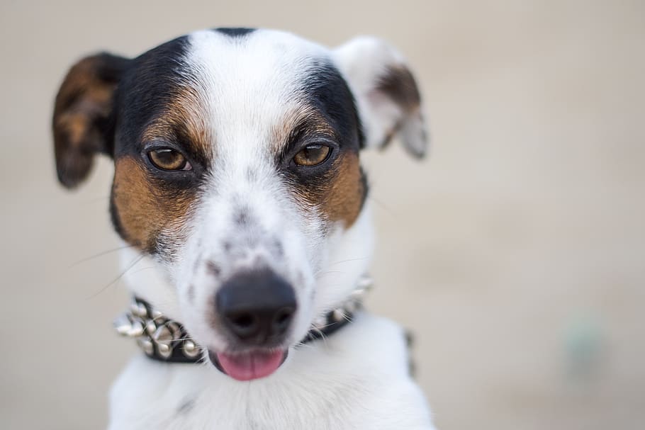 jack russell, dog, puppy, cute, animals, terrier, jack, happy, little, canine
