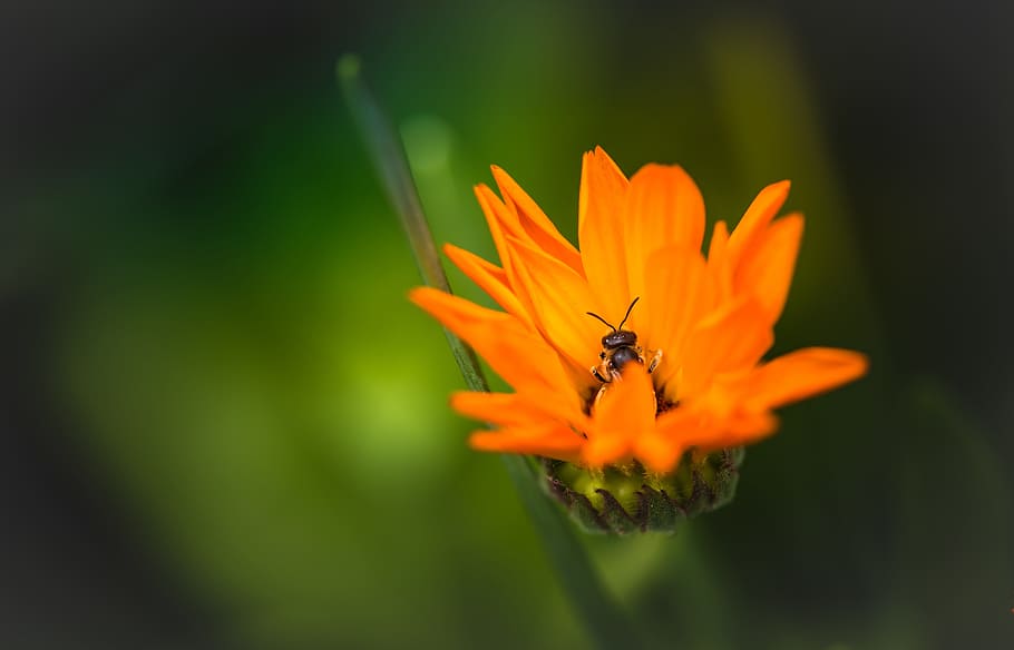 оранжевый, цветок, природа, растения, на открытом воздухе, сад, размытие, пчела, насекомое, животное