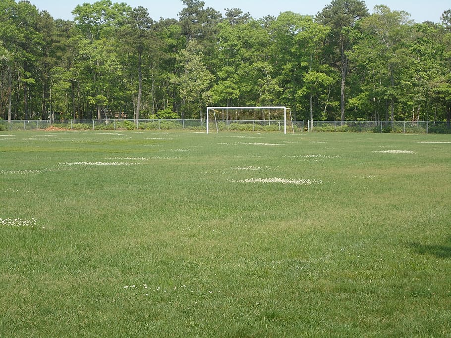 soccer, field, goal, plant, tree, grass, green color, sport, growth, day