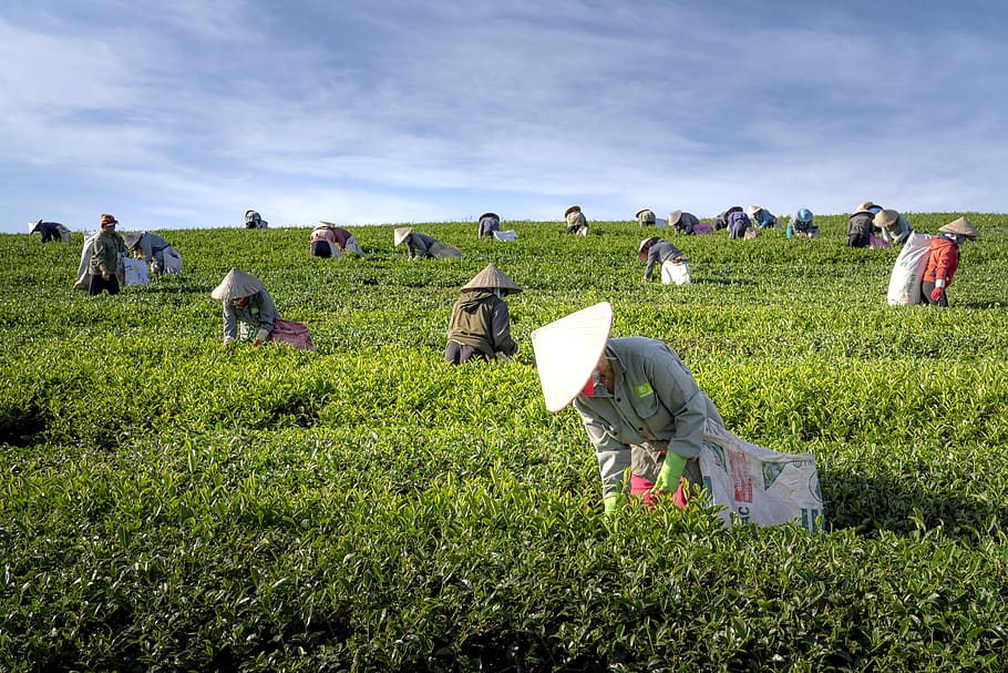 té, la granja, vietnam, las hojas, cosecha, trabajadores, verde, personas, mujeres, verano
