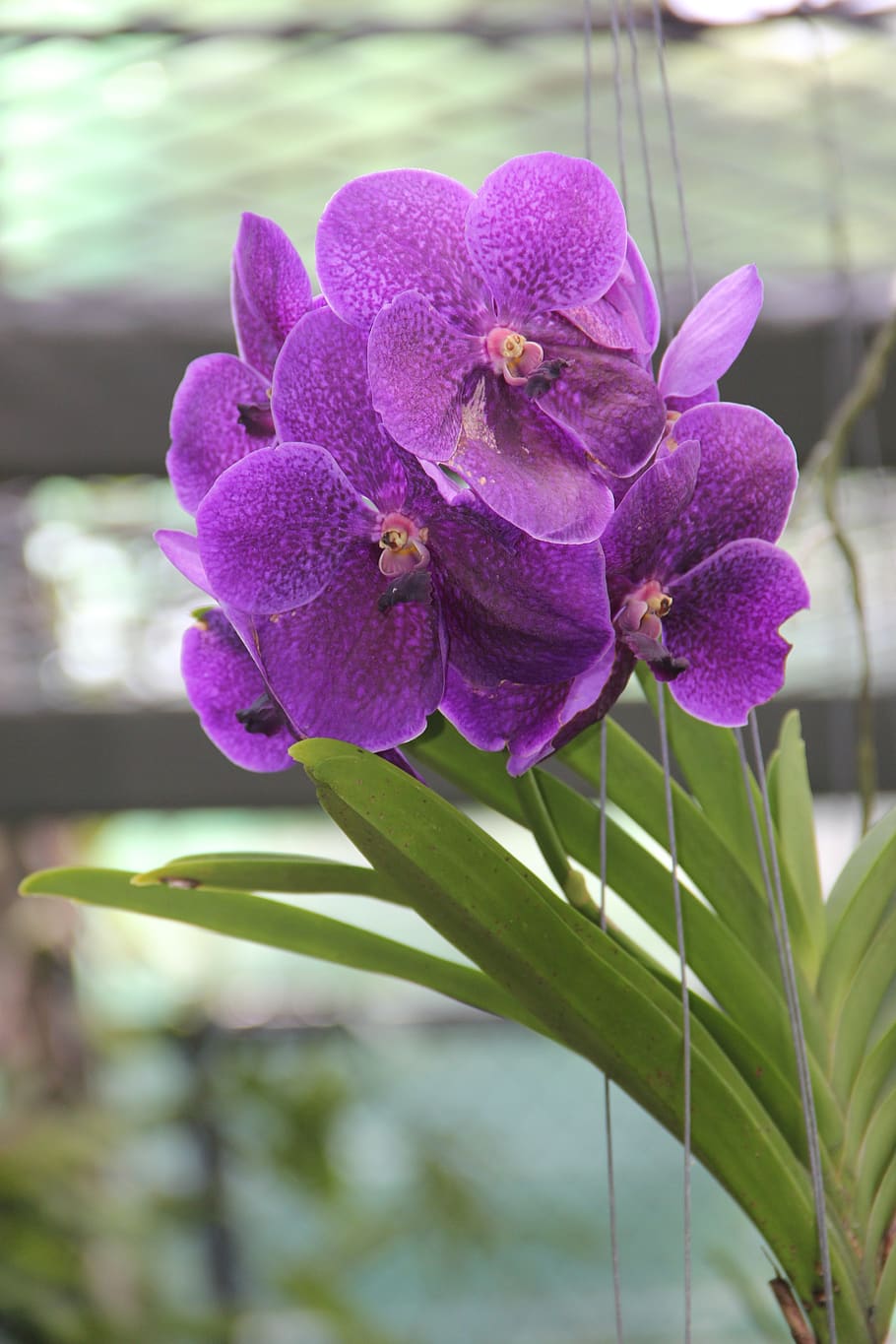 púrpura, orquídea, floración, orquídeas, naturaleza, exótica, violeta,  flora, selva tropical, pétalos | Pxfuel