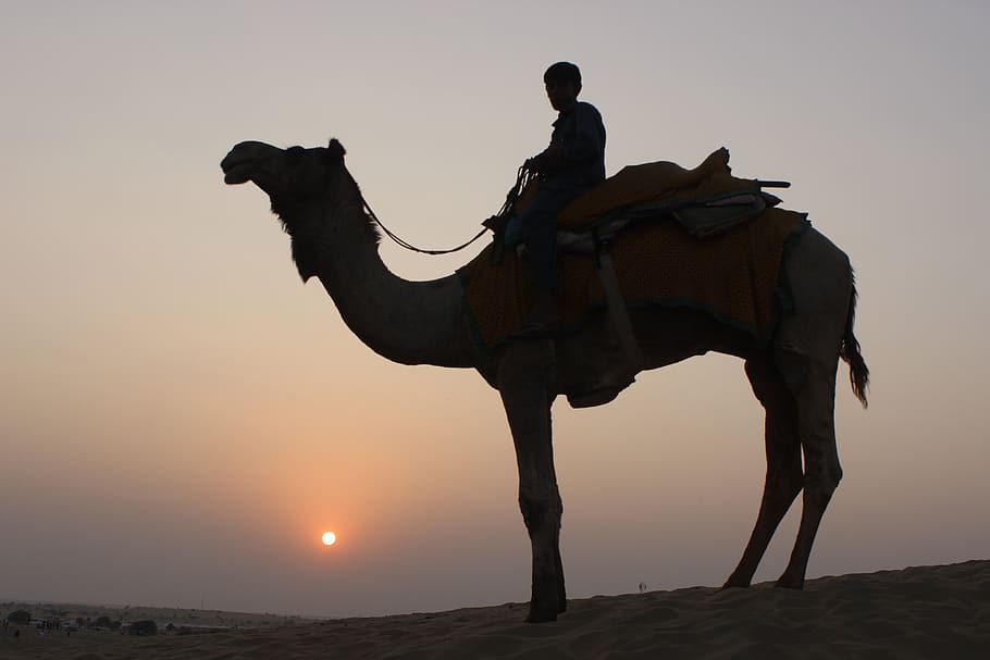 camello, safari en camello, desierto, animal, viaje, turismo, naturaleza, duna, arena, tarde