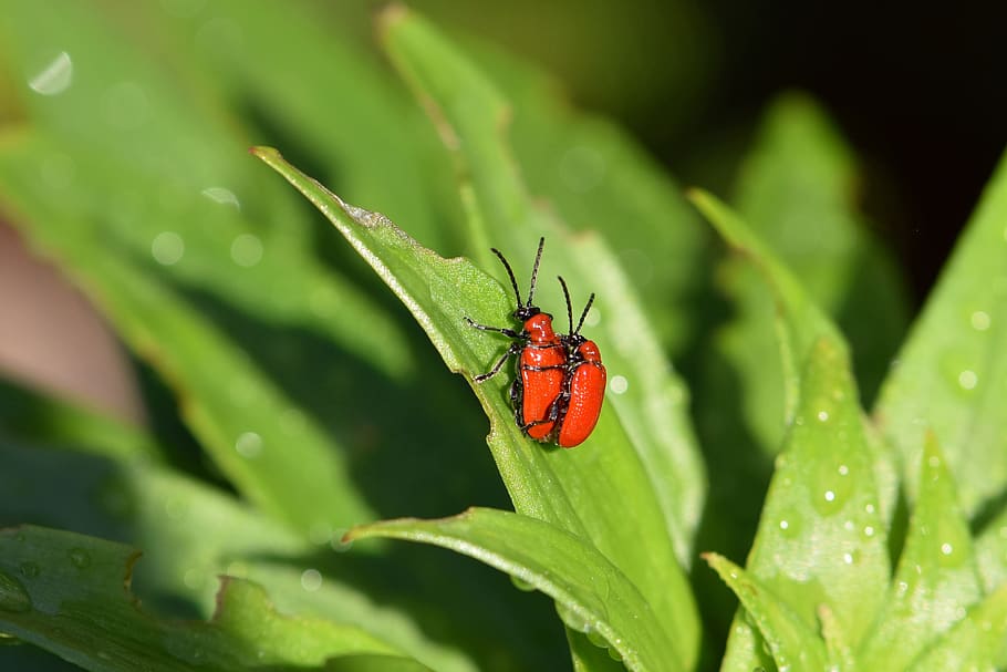 kumbang, merah, ayam lily, lilioceris lilii, kumbang lily, makro, merapatkan, serangga, pasangan, taman