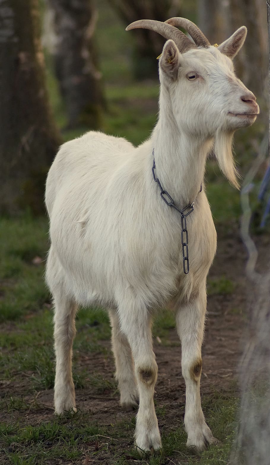 billy goat, bock, goatee, horns, livestock, goat buck, farm, curious, domestic goat, agriculture