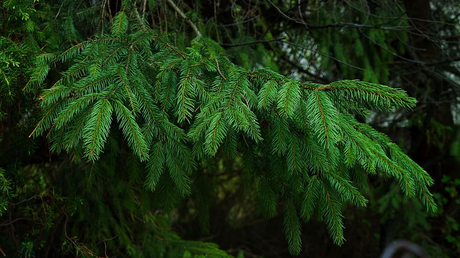 nature, plants, tree, branch, iglak, spruce, green, forest, green color, plant
