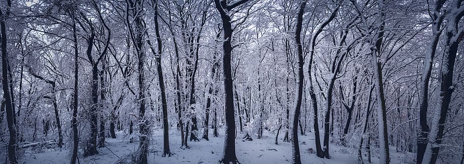 snow, forest, winter, cold, woods, ice, panoramic, trees, tree, cold temperature