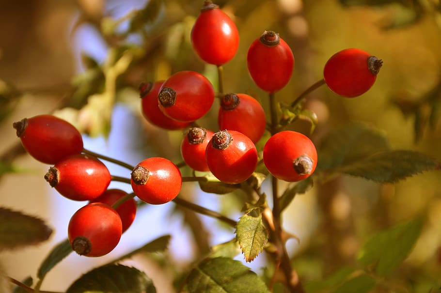 rose hip, wild rose, fruits, roses, nature, autumn, red, flora, fruit, food and drink