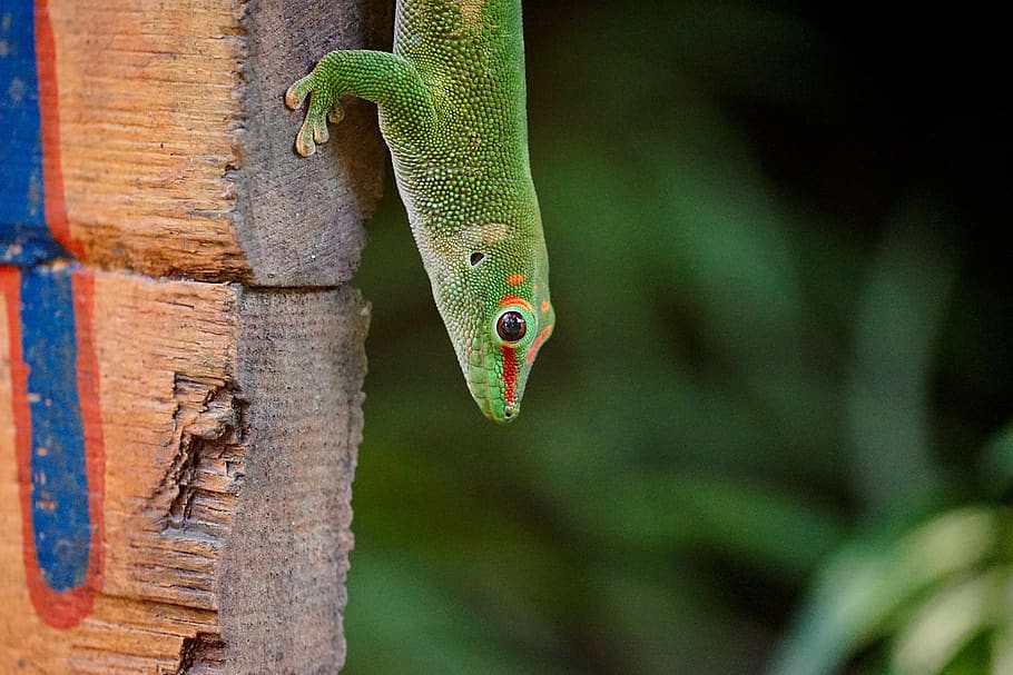 madagascar day gecko, masoala, rainforest, zoo, animal themes, one animal, animal, lizard, vertebrate, reptile