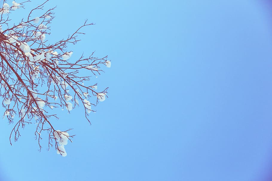 biru, langit, musim dingin, salju, cabang, pohon, sinar matahari, natal, tanaman, pandangan sudut rendah