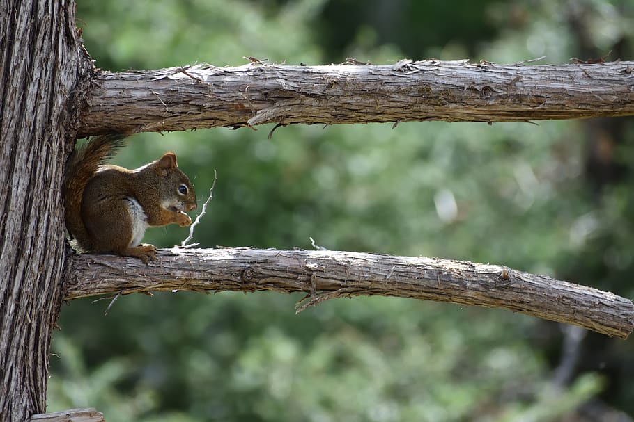 squirrel, tree, branch, red squirrel, pine tree, wildlife, rodent, fur, natural, outdoor