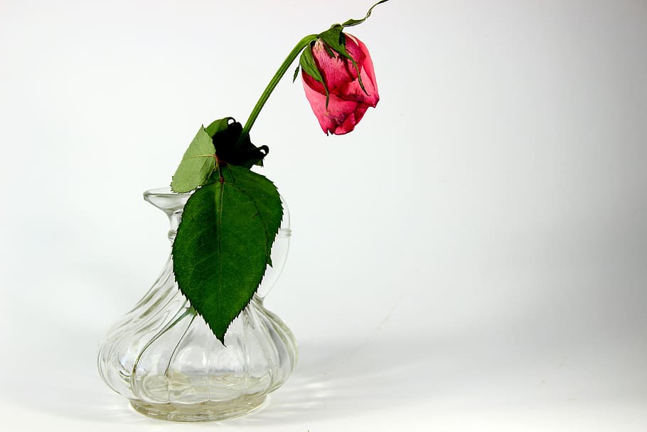 forget, dry, withered, faded, close up, rose, transient, excuse me, unfortunately, vase