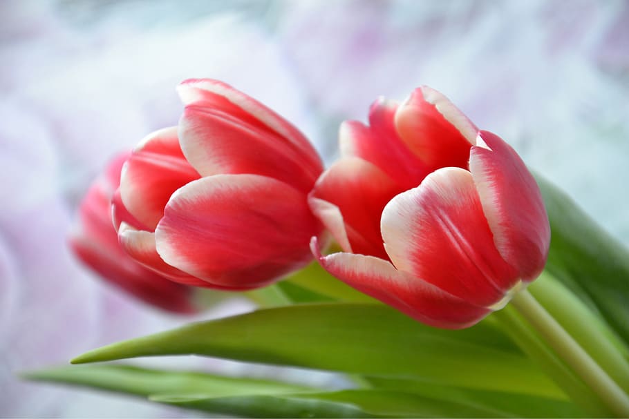 bunga, tulip, liburan, musim semi, alam, 8 Maret, merah, kelopak, hijau, mekar
