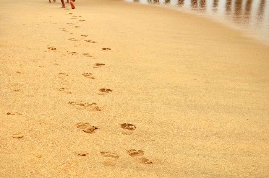 jejak kaki di pantai, pantai, konsep, ide, belajar, rekreasi, alam, tanah, pasir, jejak kaki