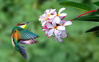 Fotos flor pájaro libres de regalías | Pxfuel