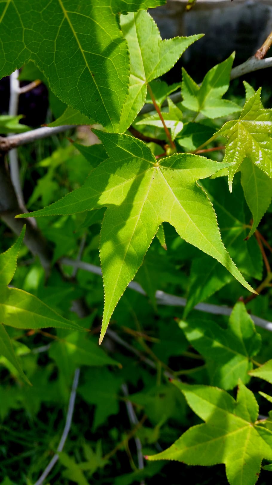 autumn, tree, green, liquidambar, estoraque, nature, incense, leaf, plant part, green color