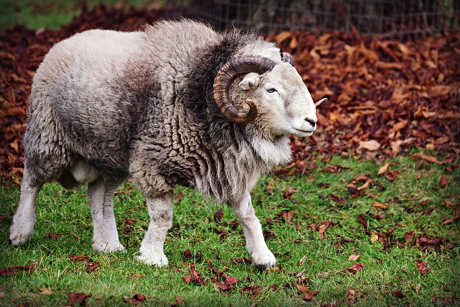 ram, sheep, animal, male, horns, wool, domestic, aries, head, mammal