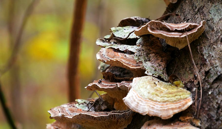 jamur, tumbuh, kulit kayu, tumbang, pohon, hutan., jamur jamur, jamur pohon, jamur di pohon, jamur yang tumbuh di pohon