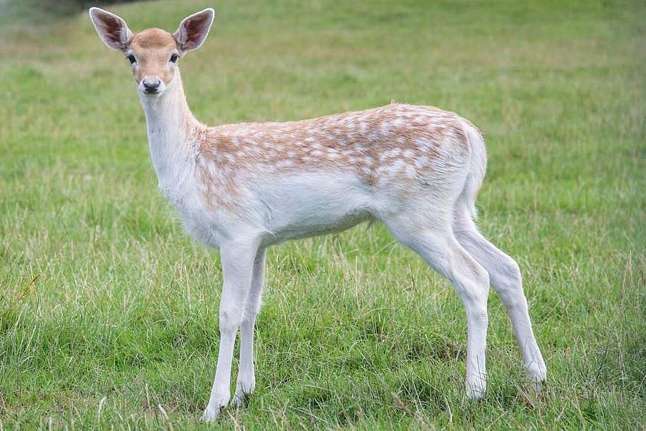 young, deer, bambi, nature, mammal, wild, animal, fur, cute, small