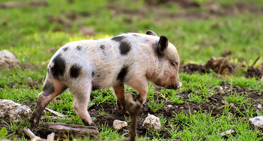 babi, babi kecil, mini, lucu, manis, bermain, poing taman liar, hewan, mamalia, tema hewan