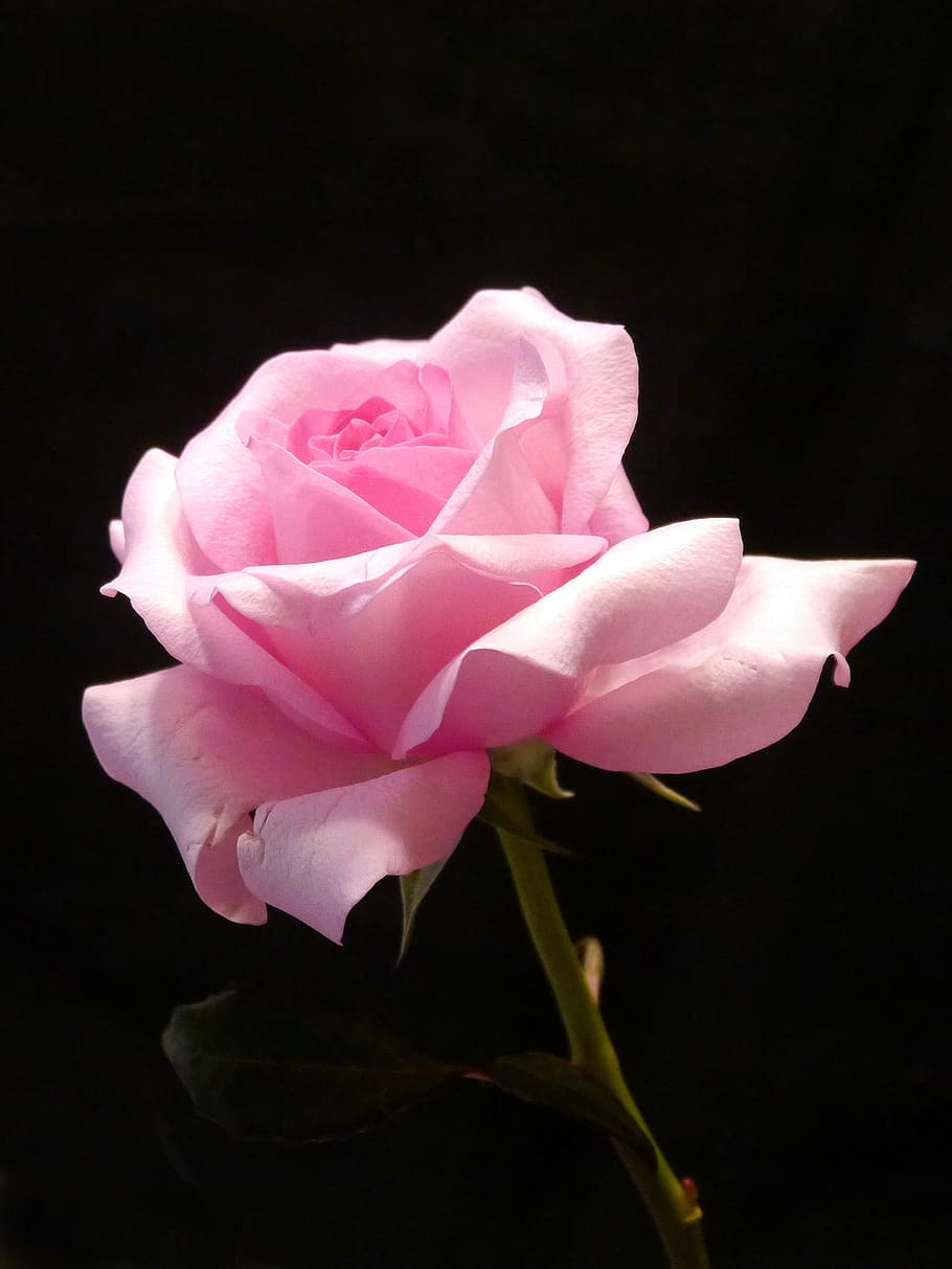 rosa, negro, fondo., fotos de flores, fotos de rosas, imágenes de rosas, imágenes de rosas rosadas, rosas rosadas, flores rosadas, rosas rosas claras