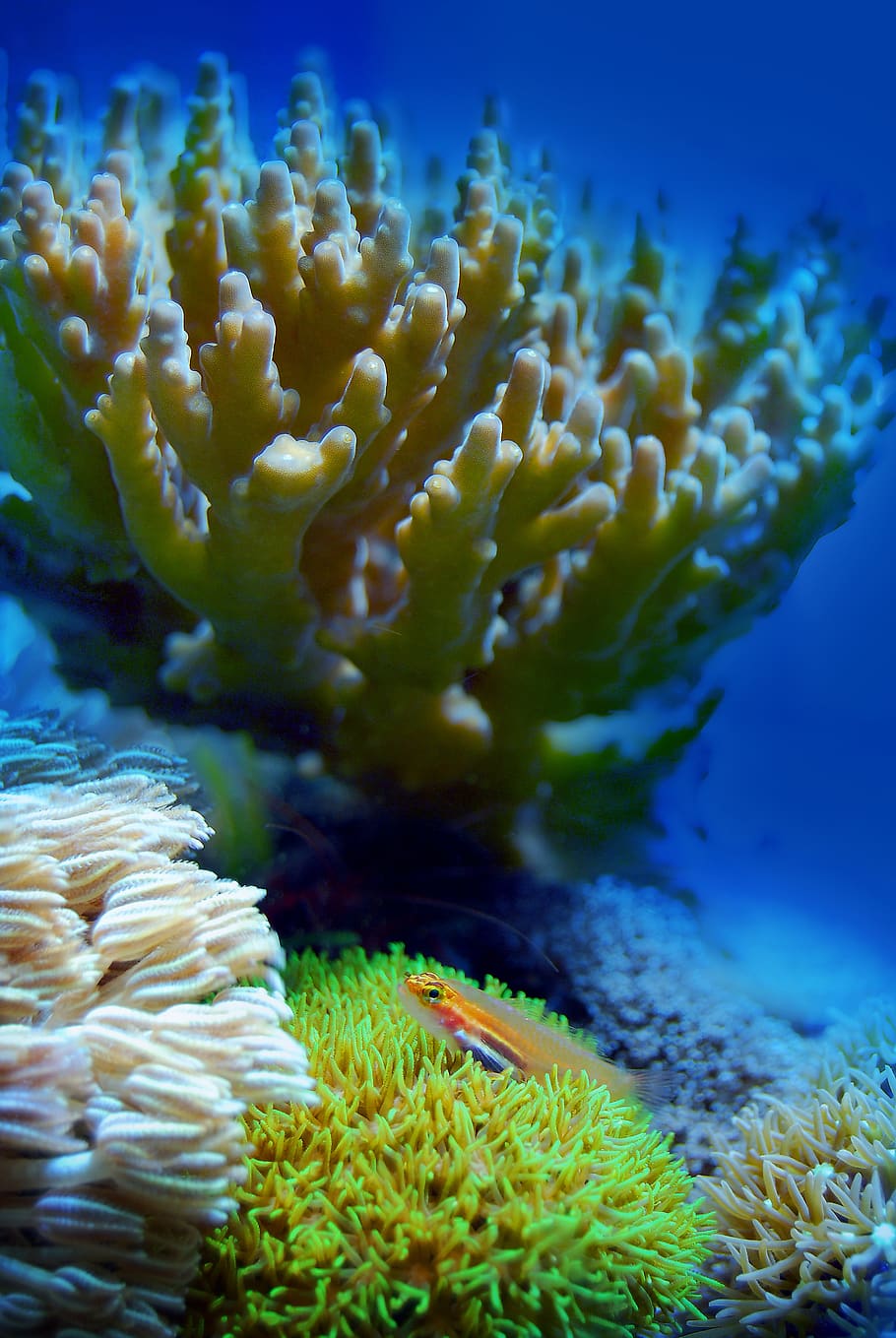 coral, arrecife, mar, naturaleza, vida silvestre, océano, acuático, marino, marrón, verde