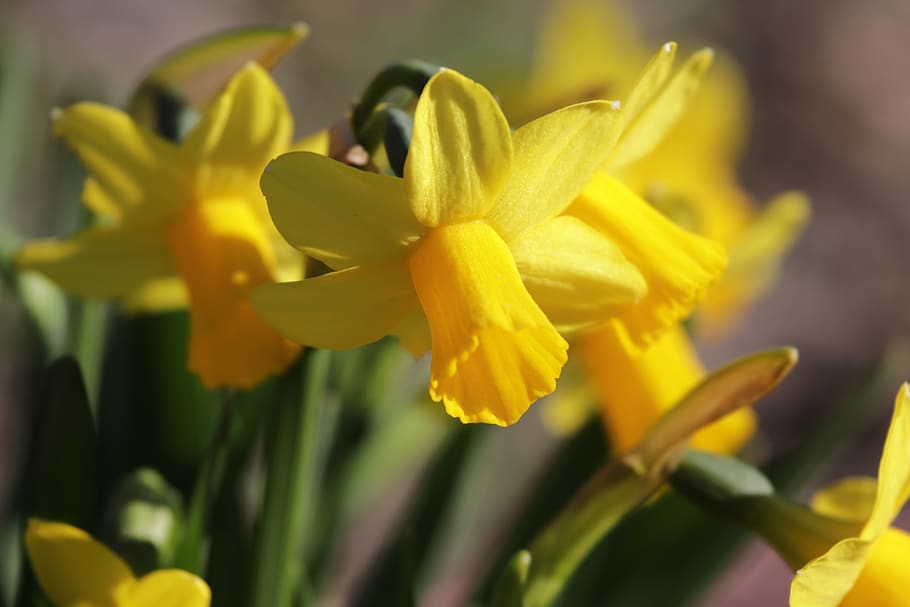 daffodils, spring daffodils, spring flowers, springtime, beautiful daffodils, yellow daffodils, yellow flowers, yellow, flowering plant, flower