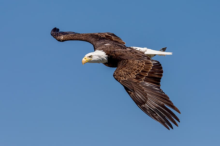 águia americana, adler, landskron, observatório de águia, raptor, voando, animal, voar, animais selvagens, ave de rapina