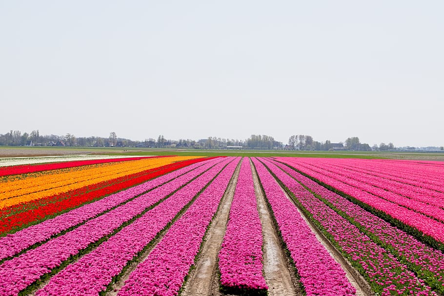 bulbos, campos de bulbos, tulipanes, colores, bulbo, tulipán, países bajos, holanda, primavera, campos de tulipanes