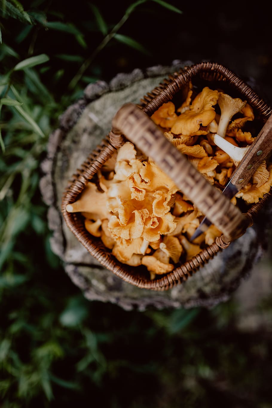 memetik, jamur chantarelle, kayu, chantarelle, jamur, jamur yang dapat dimakan, jamur kuning, musim gugur, makanan, makanan dan minuman