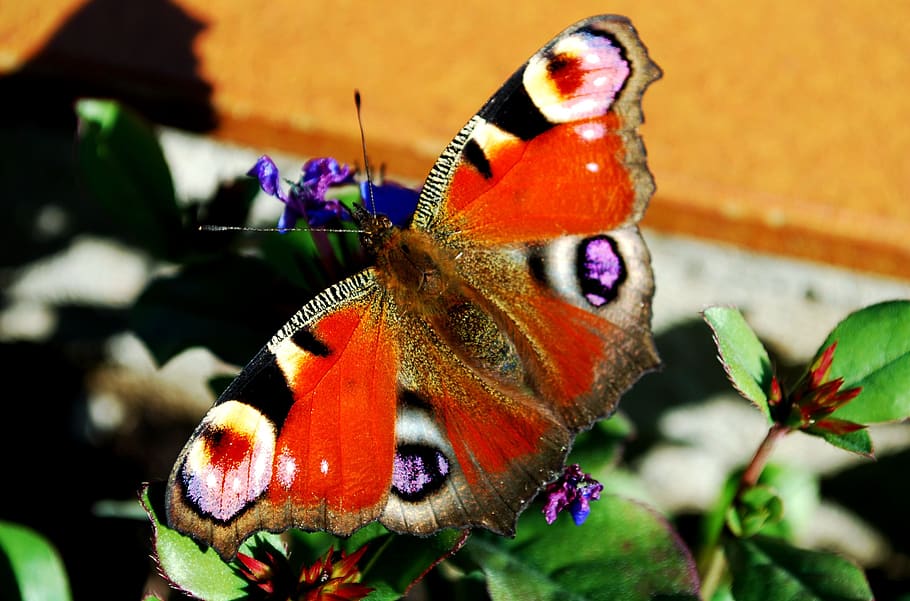 peacock, butterfly, sun, flowers visit, animal themes, animal wildlife, insect, animals in the wild, one animal, animal
