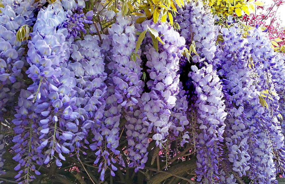 wisteria, flower, nature, flora, blooming, garden, plant, flowering plant, purple, beauty in nature