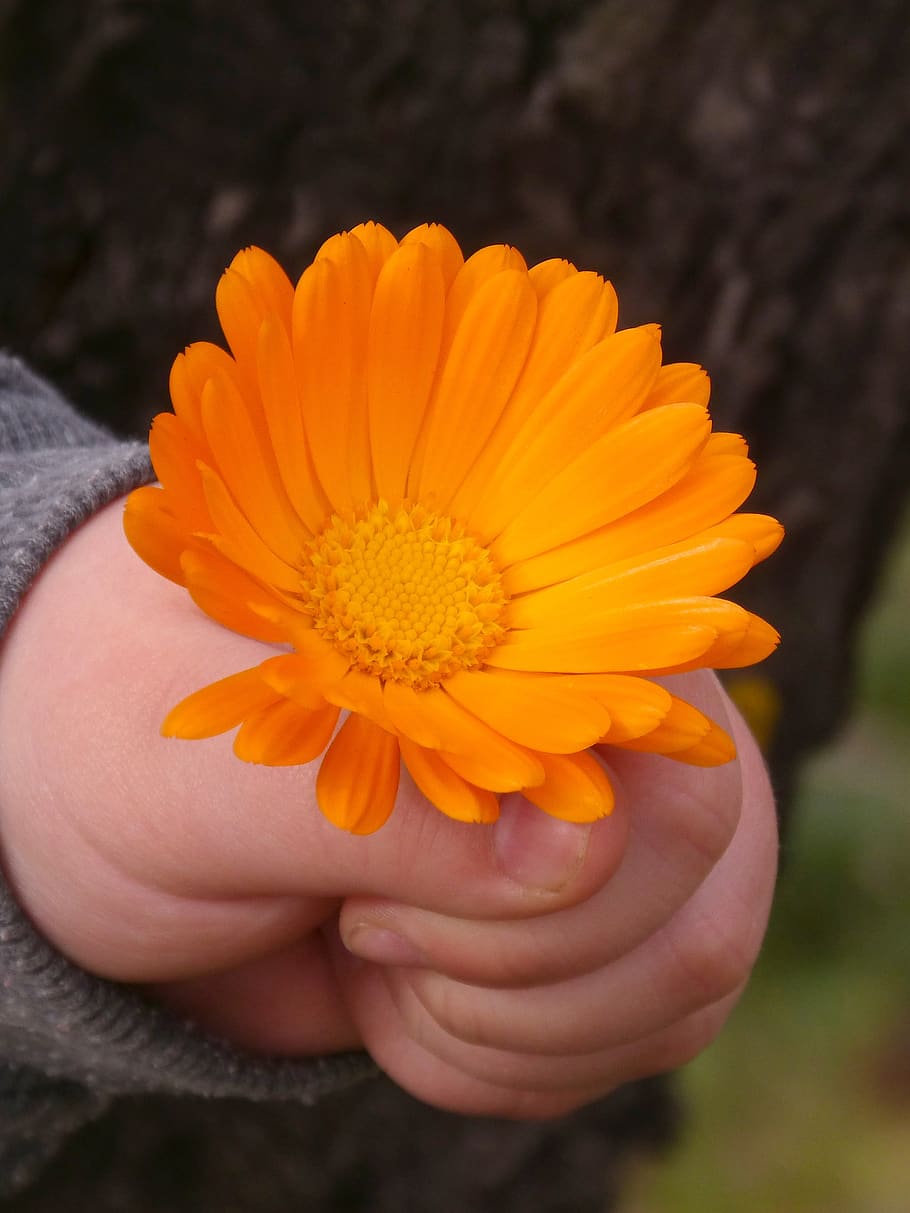 flower, orange color, gerbera, daisy, child hand, flowering plant, freshness, human hand, one person, close-up