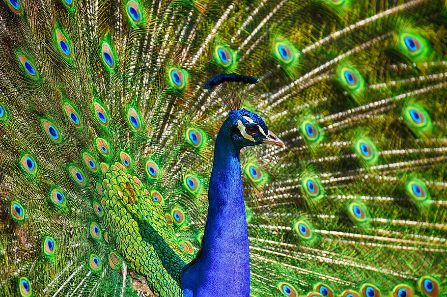 pavo real, ave, colorido, aves de corral, pluma, animal, orgullo, naturaleza, plumaje, plumas de pavo real