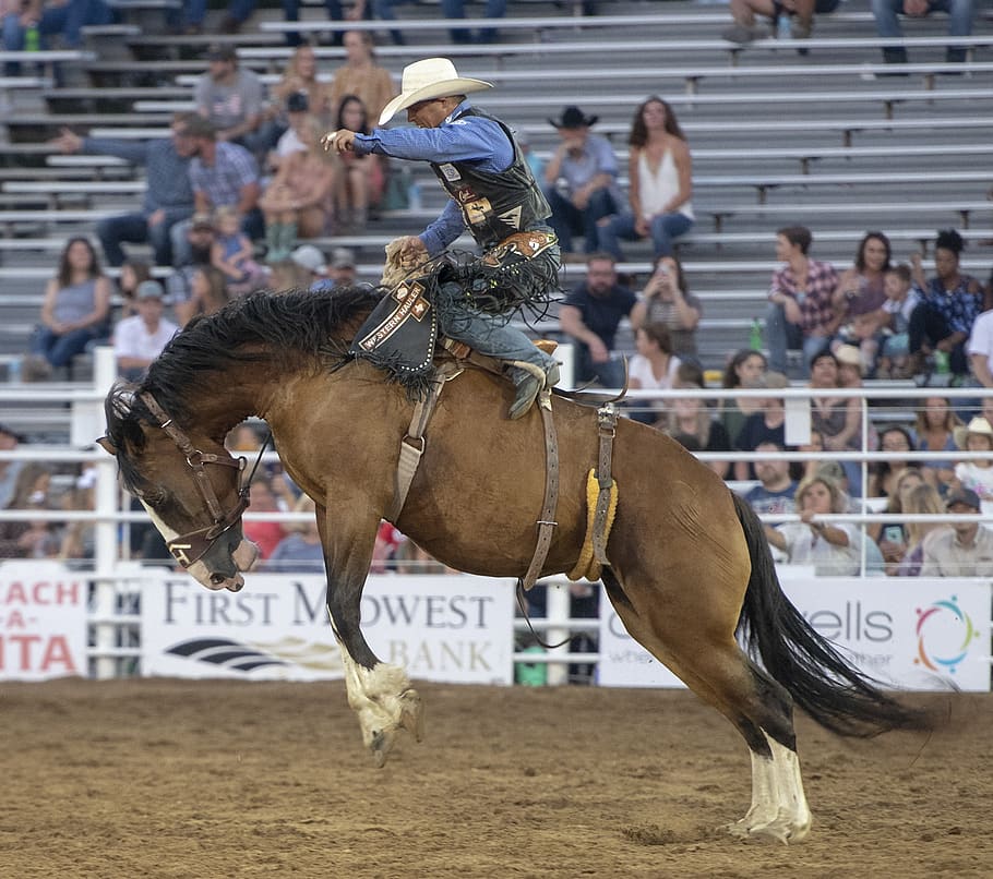 rodeo, horse, competition, animal, cowboy, western, cowgirl, riding, horses, human
