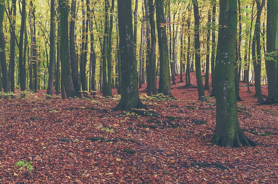 trees, forest, woods, nature, leaves, fall, autumn, tree, land, plant