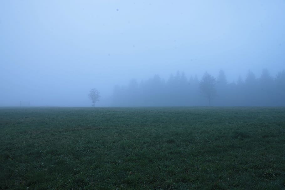 fog, green, blue, field, grass, nature, plant, tree, environment, tranquil scene