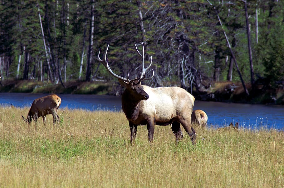 bull elk next to madison river, elk, wapiti, yellowstone, national, park, antlers, nature, wildlife, animal