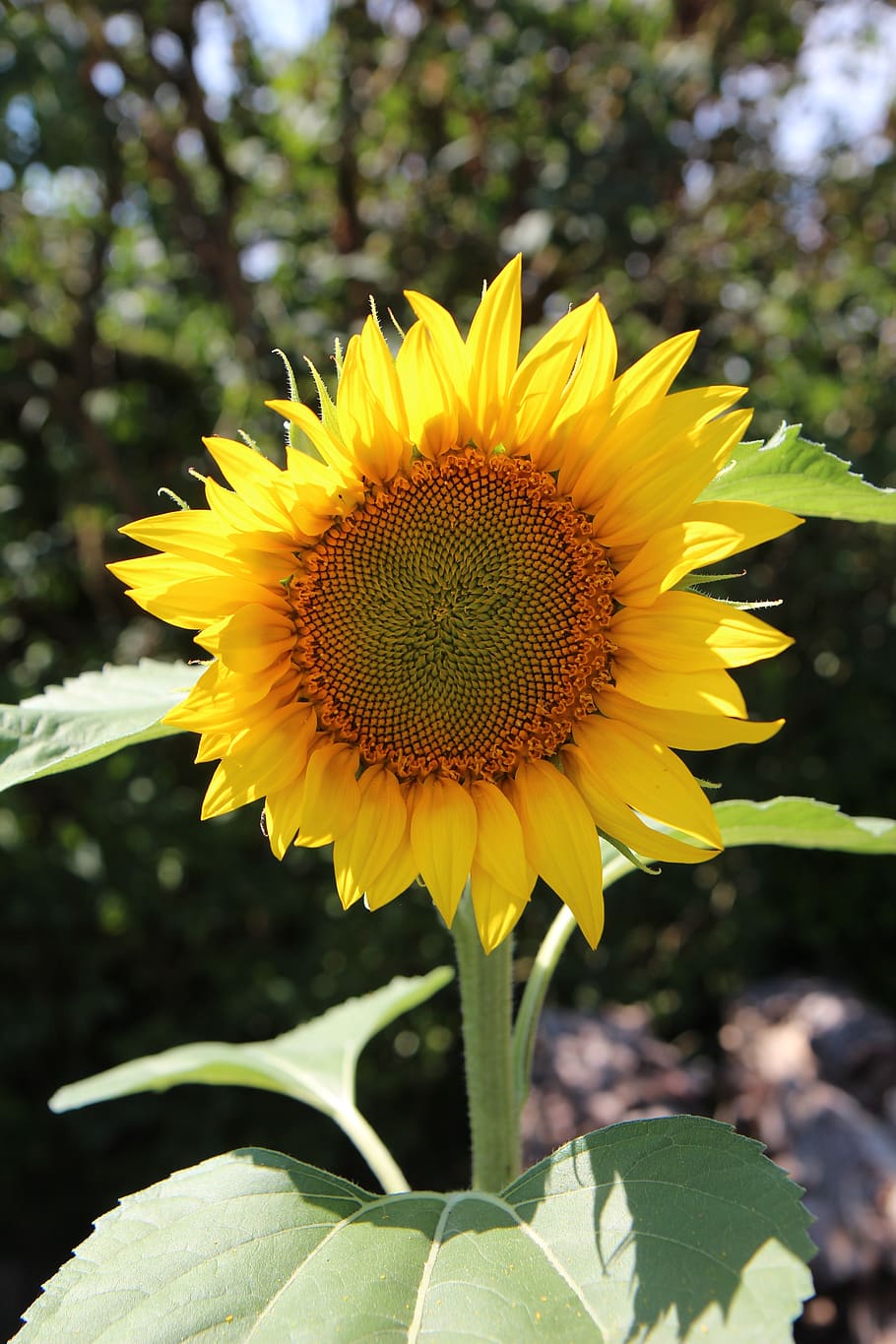 sunflower, flower sun, flower sunflower, sunflowers, flowering summer, plant, flower, flowering plant, growth, flower head