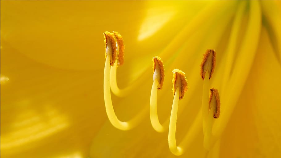 bagian makro kuning, bunga harilily, waktu musim panas, taman rutgers nj usa, usa., fotografi makro, close-up, close-up ekstrim, gambar bunga, gambar putik