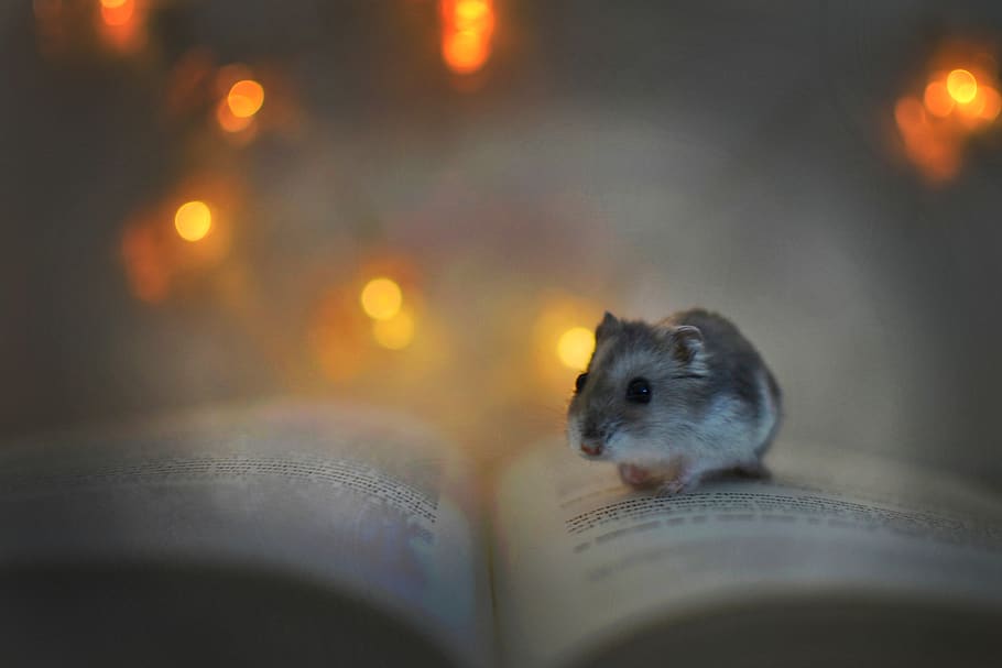 hamster, book, lights, rest, pet, relaxation, peace, mammal, selective focus, animal