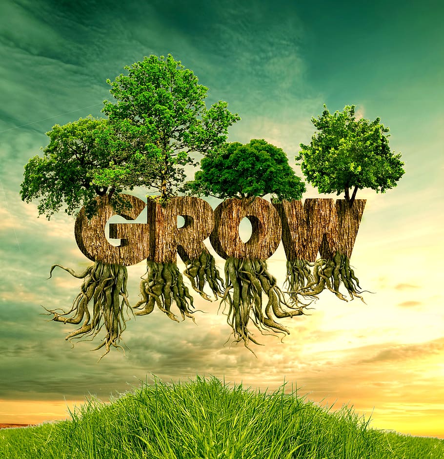 nature, grass, tree, summer, landscape, environment, wood, sky, grow, plant