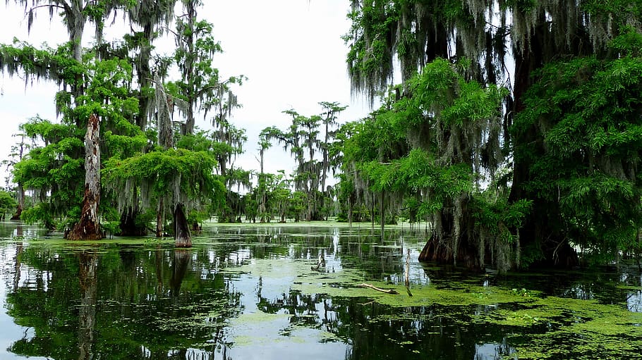 bayou, louisiana, marsh, nature, cypress, water, foam, plants, morning, tree