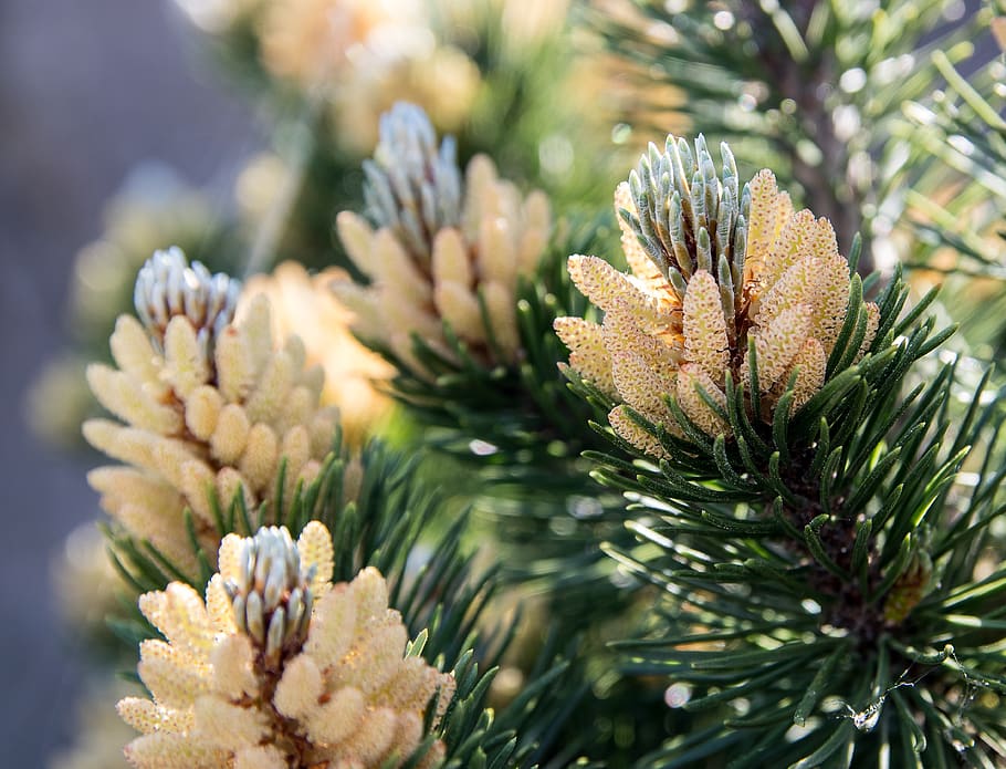 spruce branches, spruce shoots, spruce, needle branch, softwood, plant, growth, beauty in nature, close-up, coniferous tree