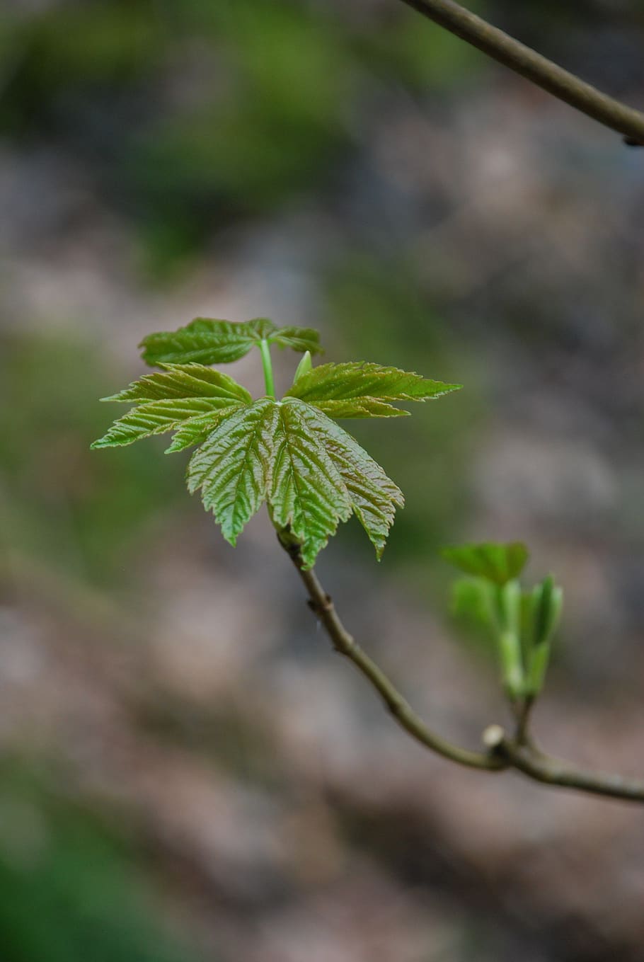sycamore, sapling, bud, woodland, leaf, plant part, plant, growth, green color, close-up
